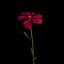 Dianthus Artvinensis