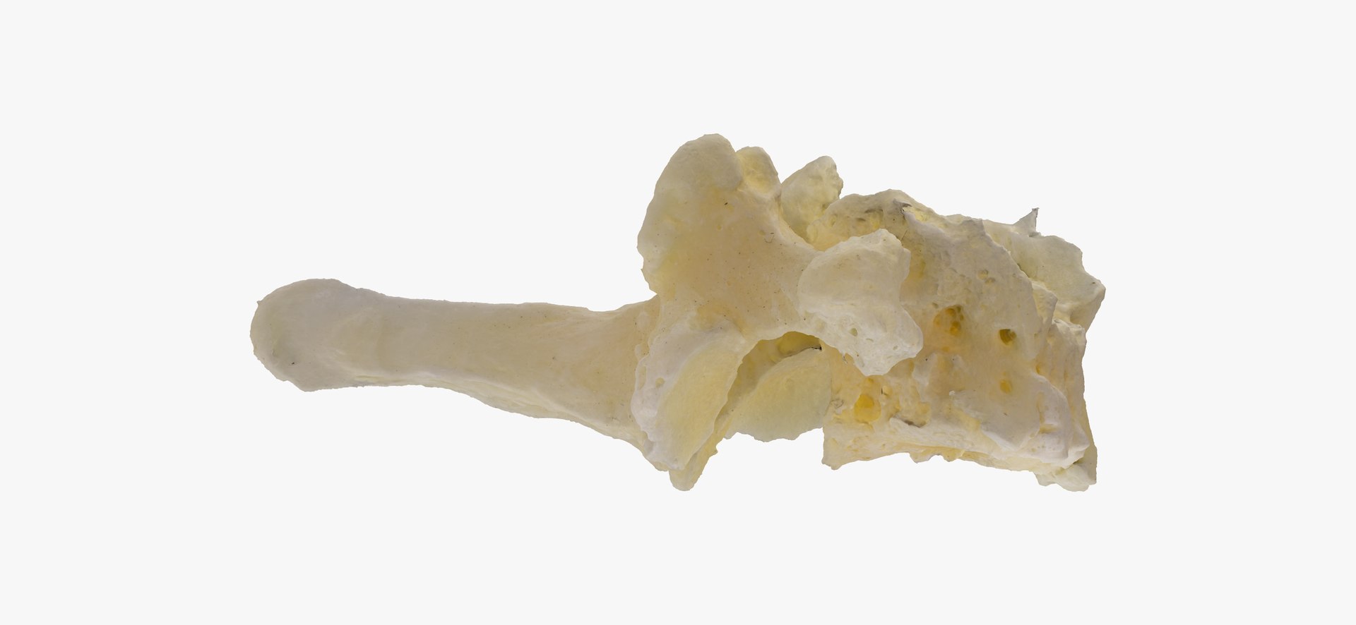 3D Pavian Monkey Male Cervical Vertebrae C7 RAW Scan model https://p.turbosquid.com/ts-thumb/VF/QqoRJO/Bk/pavian_monkey_male_cervical_vertebrae_c7_thumbnail_11/jpg/1662968360/1920x1080/fit_q87/3b7585375e6766173507ceb88dfefd4e33074f6e/pavian_monkey_male_cervical_vertebrae_c7_thumbnail_11.jpg