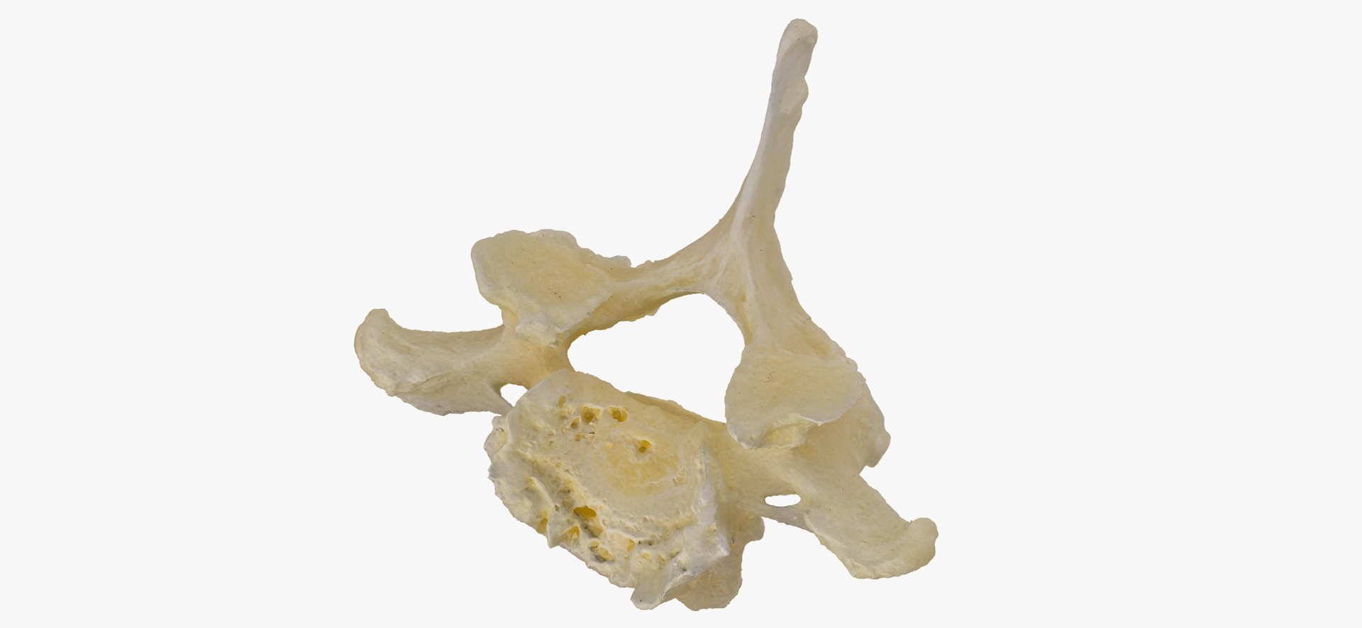 3D Pavian Monkey Male Cervical Vertebrae C7 RAW Scan model https://p.turbosquid.com/ts-thumb/VF/QqoRJO/Il/pavian_monkey_male_cervical_vertebrae_c7_thumbnail_01/jpg/1662968322/1920x1080/fit_q87/0a2cc9131568a8c6132583b9b596506f4845d90b/pavian_monkey_male_cervical_vertebrae_c7_thumbnail_01.jpg
