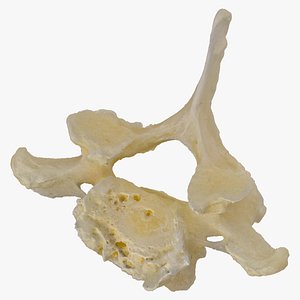 3D Pavian Monkey Male Cervical Vertebrae C7 RAW Scan model