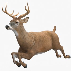 Whitetail Deer Running Pose