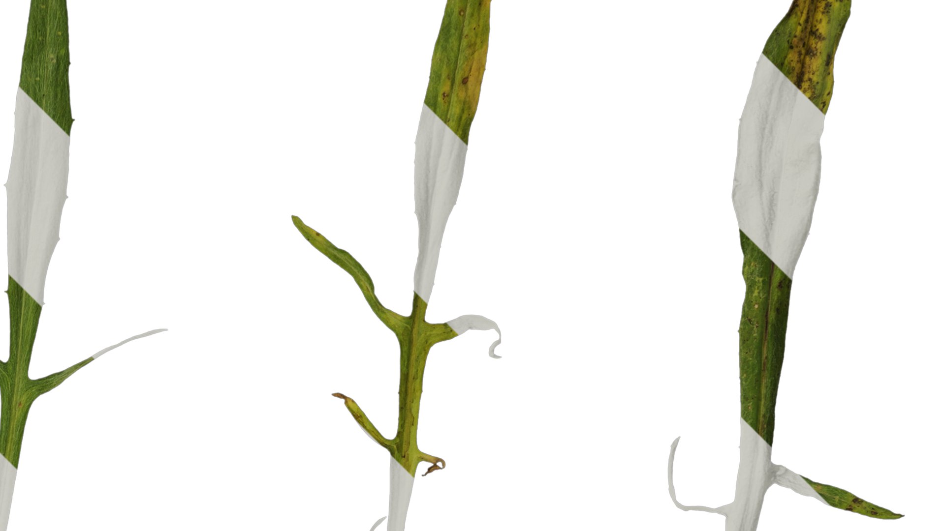 3D Anydrafts Centaurea Cyanus Leaf 01 Textures Model - TurboSquid 2353190