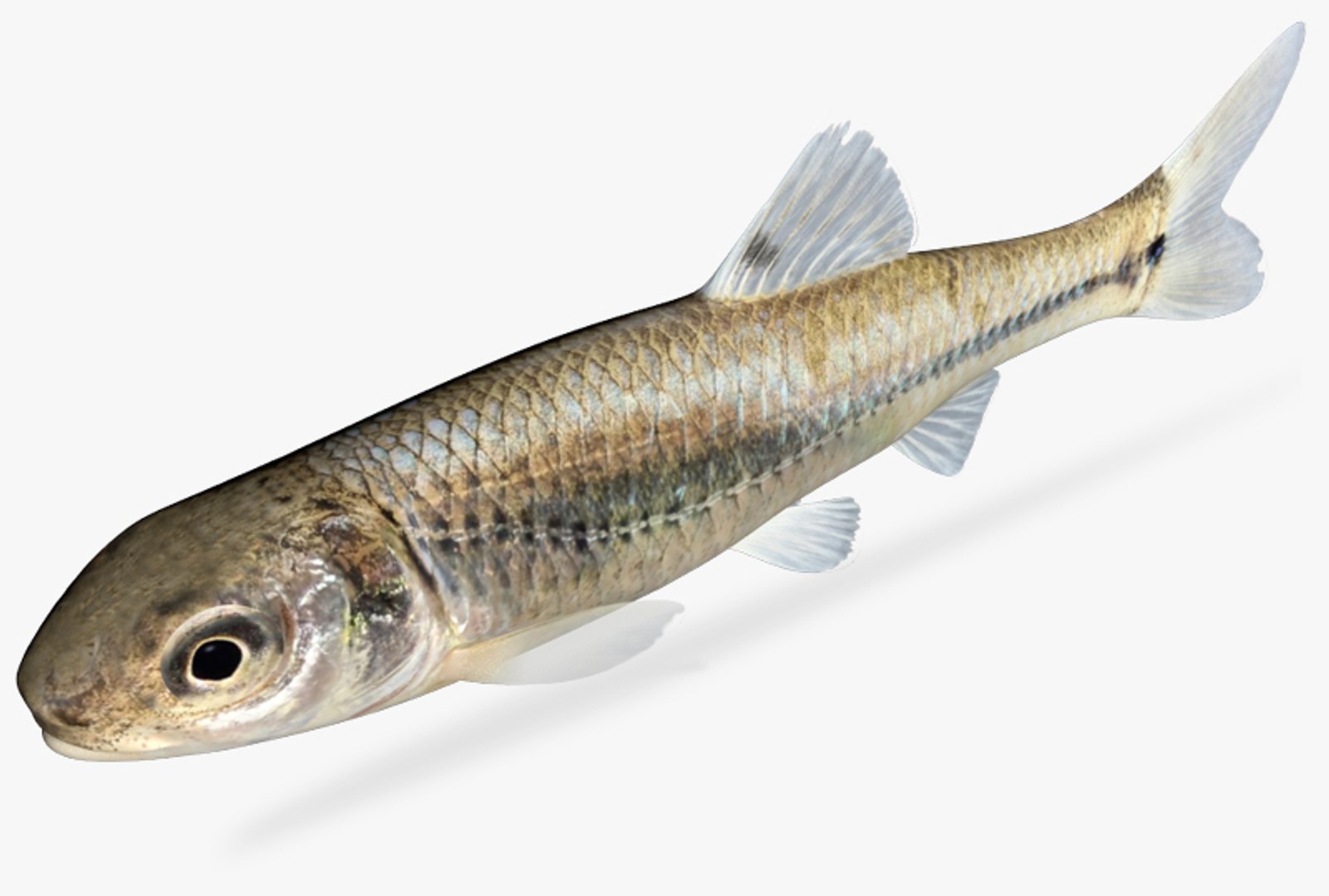 Pimephales Vigilax Bullhead Minnow 3d Model