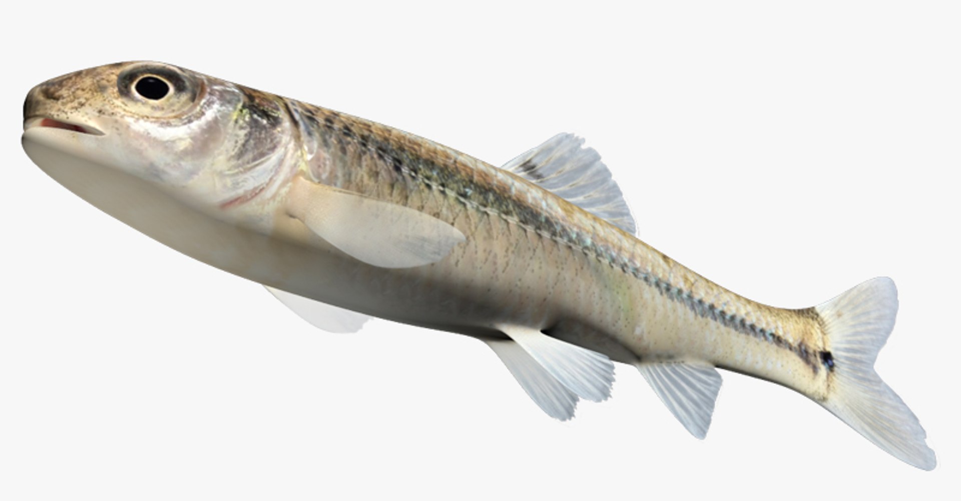 Pimephales Vigilax Bullhead Minnow 3d Model