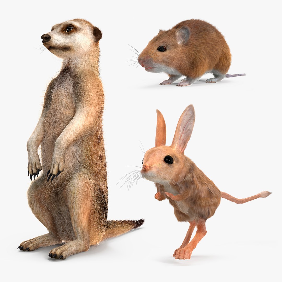 Desert Animals Fur Collection 3D model preview