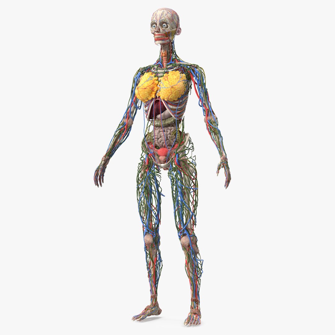 Female Body Anatomy without Muscles 3D model preview
