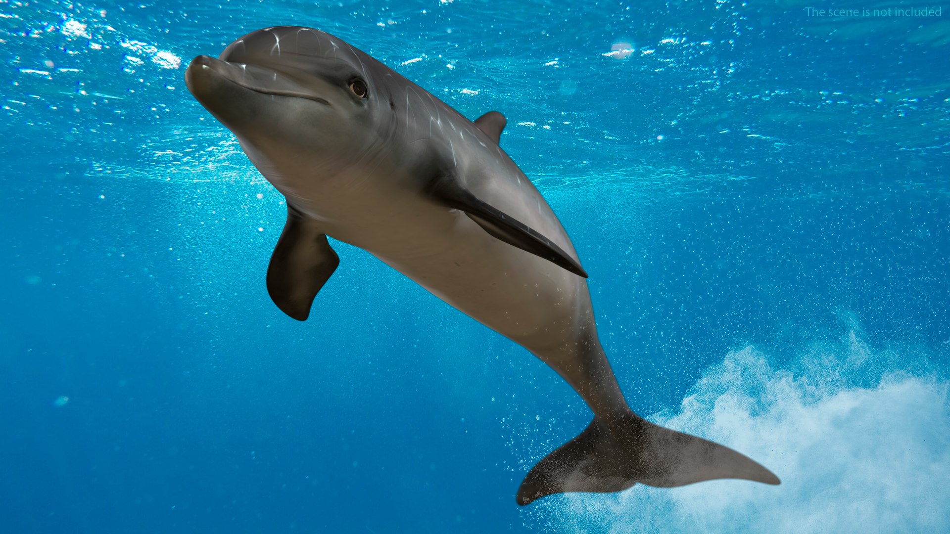 Dolphin Jumping Out Of Water Animated for Maya 3D model preview