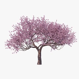 Sakura High Poly 04