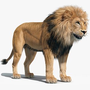 Lion (FUR)