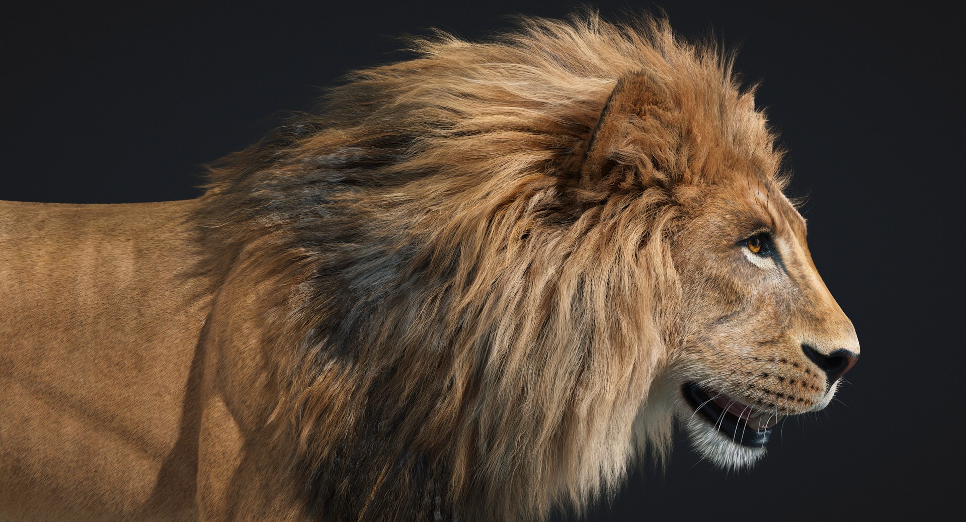 3D fur lion - TurboSquid 1277466