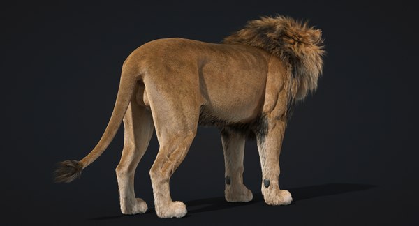 3D fur lion - TurboSquid 1277466