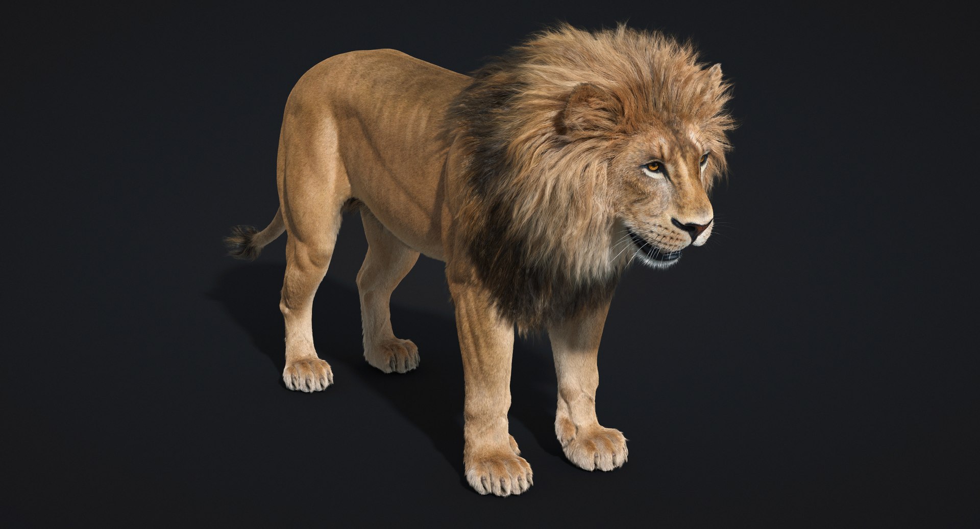 3D fur lion - TurboSquid 1277466