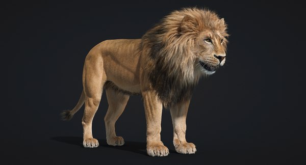 3D fur lion - TurboSquid 1277466