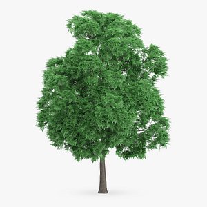 japanese chestnut 12 4m 3d max