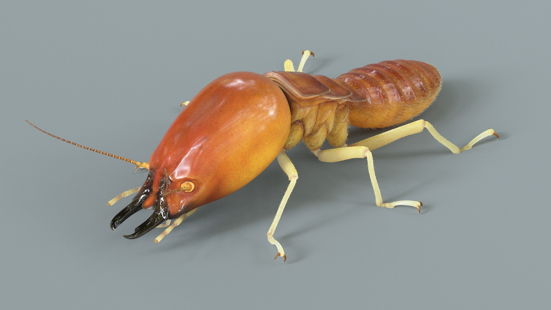 3D Termite Soldier Rigged Xgen https://p.turbosquid.com/ts-thumb/VG/I6dqz8/43/termite_rigged_08/jpg/1715323003/1920x1080/fit_q87/de8408f553a1704e700b0b340cfaf822470980b2/termite_rigged_08.jpg