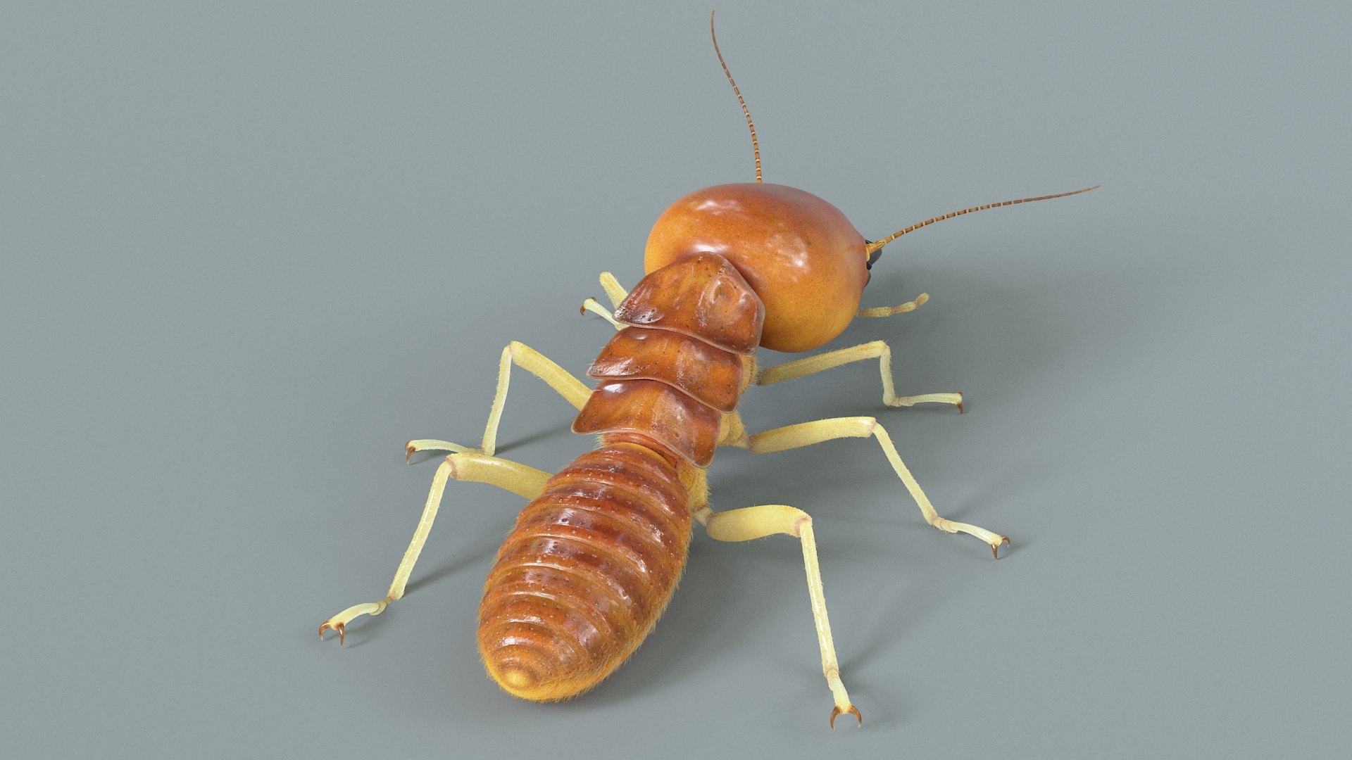 3D Termite Soldier Rigged Xgen https://p.turbosquid.com/ts-thumb/VG/I6dqz8/Yn/termite_rigged_05/jpg/1715322999/1920x1080/fit_q87/2123e93ff3b74abad899032e65fd0fc4d0223ad2/termite_rigged_05.jpg