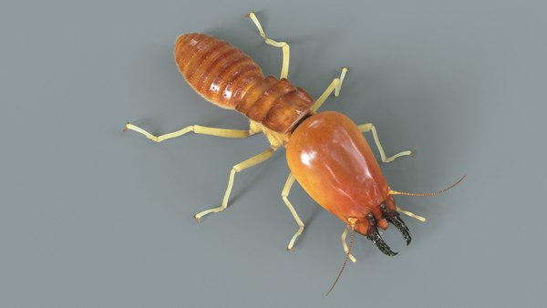modelo 3d Soldado de termitas Rigged Xgen - TurboSquid 2226689