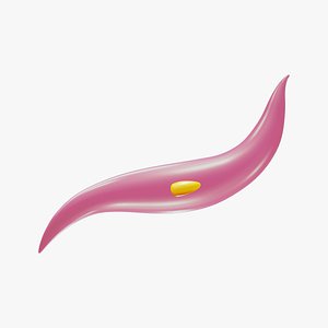 Isolated Smooth Muscle 3D model