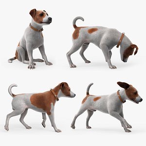 3D model Jack Russell Animated Fur Rigged For Blender Collection
