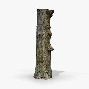 Black poplar trunk scan PBR 8K