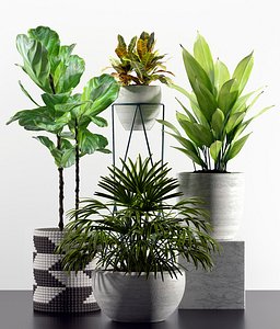 plants indoor 3D model