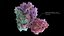 3D human rhino virus common