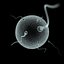 Human Egg and Sperm Cells