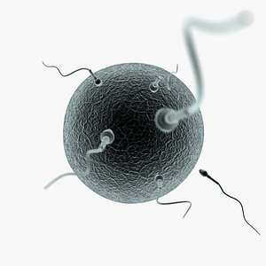 Human Egg and Sperm Cells
