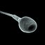 Human Egg and Sperm Cells