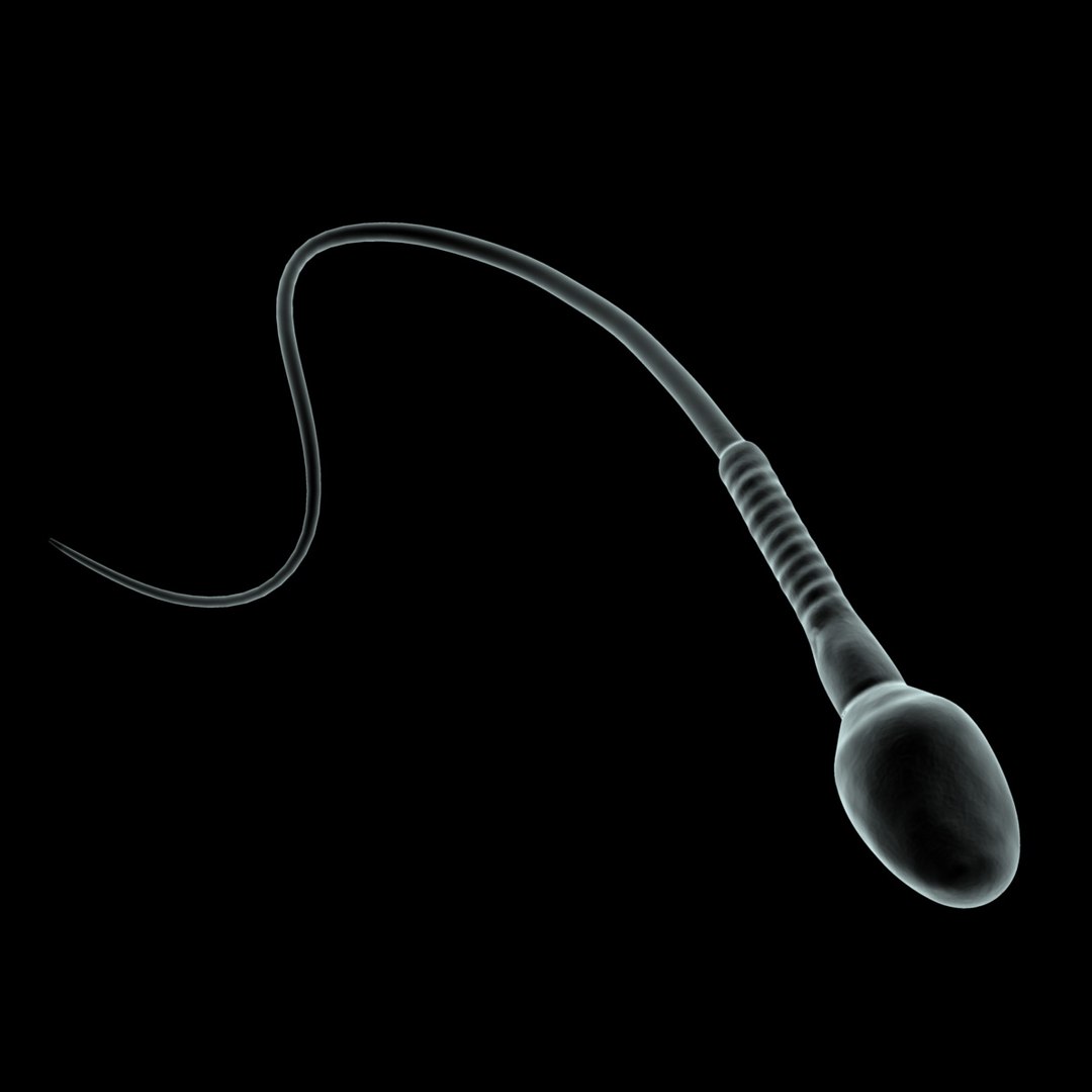 3d human egg sperm cells https://p.turbosquid.com/ts-thumb/VH/2RHVt3/WoY1U8t7/r02/jpg/1353078199/1920x1080/fit_q87/2d0e523c9c82eab1fa38d4c6e4a25093c3947572/r02.jpg