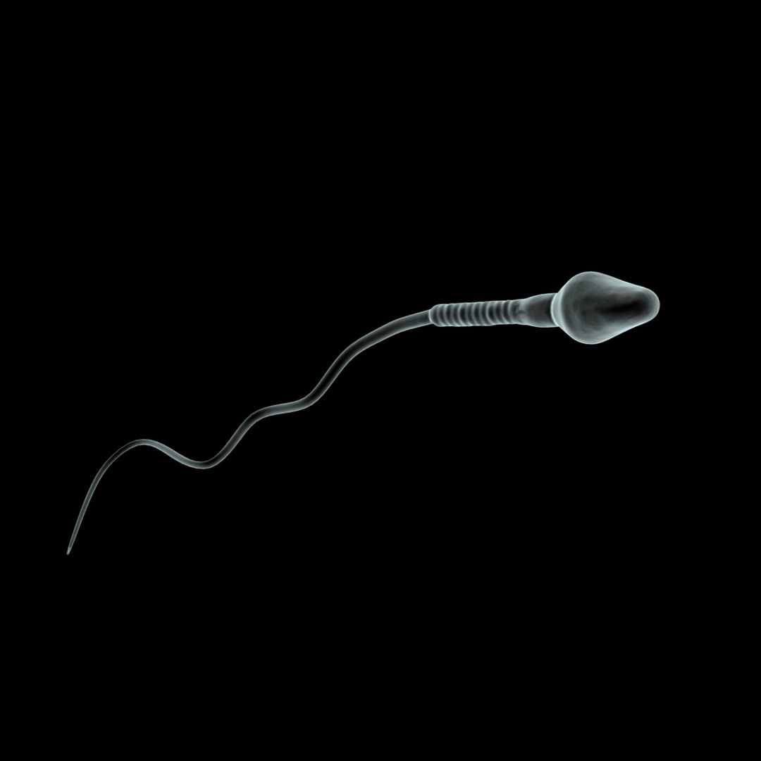 3d human egg sperm cells https://p.turbosquid.com/ts-thumb/VH/2RHVt3/gPSQcFDF/rot/jpg/1353078625/1920x1080/turn_fit_q99/7240f2d5ba033d3313f556eab9e70a23b87940bf/rot-1.jpg