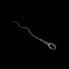 Human Egg and Sperm Cells