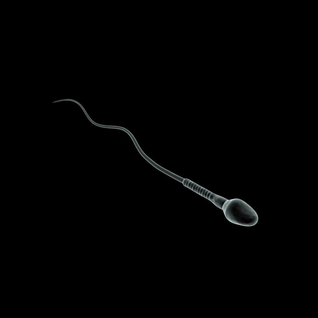 3d human egg sperm cells https://p.turbosquid.com/ts-thumb/VH/2RHVt3/mm1wPiHM/spermcellmicroscoperiganimation/jpg/1353078680/1920x1080/turn_fit_q99/711b6fbbf638c16722fac21ec71d9d349d077c45/spermcellmicroscoperiganimation-1.jpg