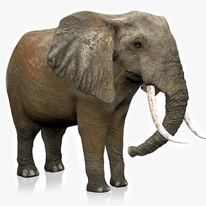 African Elephant RIGGED L2282 3D