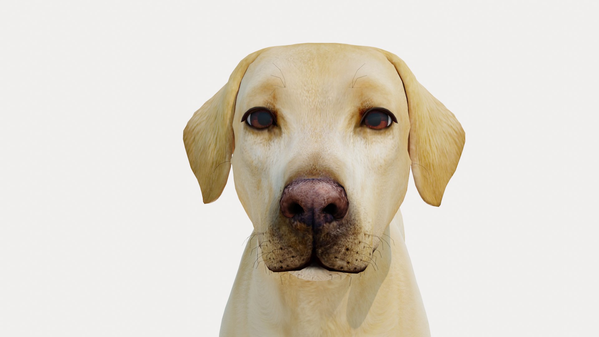 Dog Labrador Retriever 3D model https://p.turbosquid.com/ts-thumb/VH/5kR4GZ/VI/dog12/png/1719752297/1920x1080/fit_q87/3c604f9ebbe0a54c76a27332e9d2abe2f74b0f9a/dog12.jpg