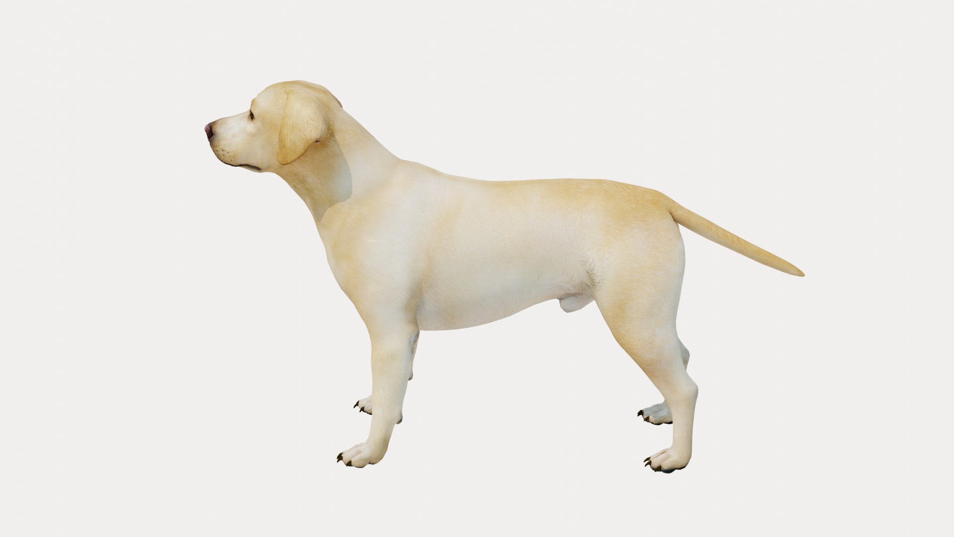 Dog Labrador Retriever 3D model https://p.turbosquid.com/ts-thumb/VH/5kR4GZ/eM/dog09/png/1719752288/1920x1080/fit_q87/2ac24bf6394321186bbba87148a0872d616c43b1/dog09.jpg