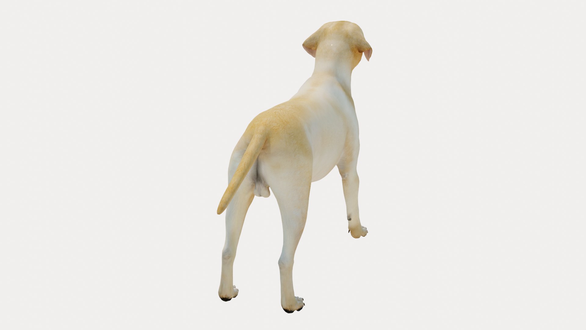 Dog Labrador Retriever 3D model https://p.turbosquid.com/ts-thumb/VH/5kR4GZ/fS/dog07/png/1719752285/1920x1080/fit_q87/64c0ebb977645ff53fe6d32fe53b5c7fb66ea0fa/dog07.jpg