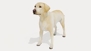 Dog Labrador Retriever 3D model