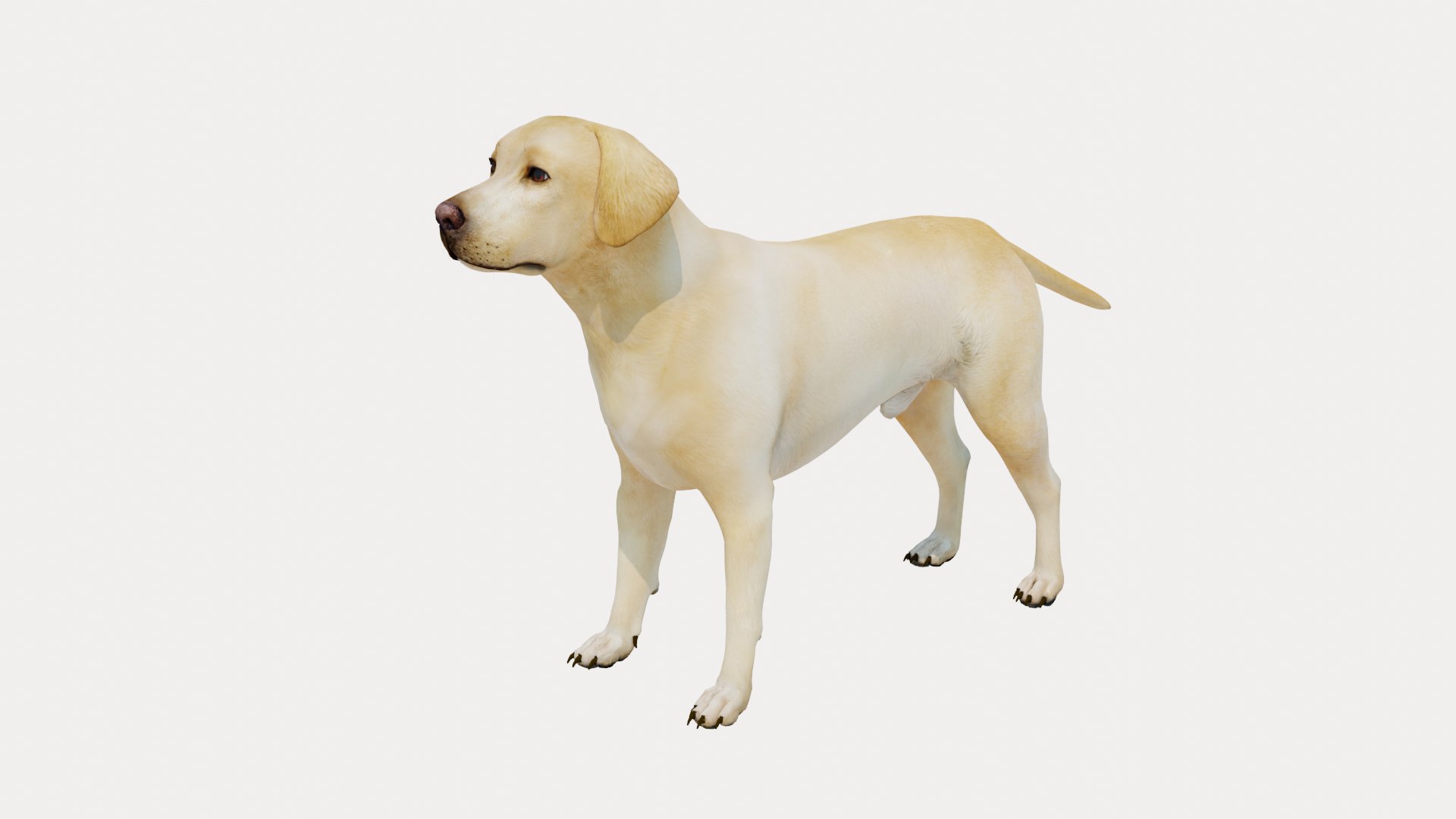 Dog Labrador Retriever 3D model https://p.turbosquid.com/ts-thumb/VH/5kR4GZ/uu/dog10/png/1719752294/1920x1080/fit_q87/363f1f1fb822fb25f50aea2a251d02dbf7523488/dog10.jpg