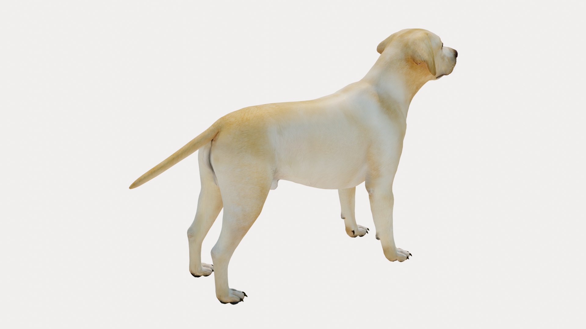 Dog Labrador Retriever 3D model https://p.turbosquid.com/ts-thumb/VH/5kR4GZ/xe/dog05/png/1719752281/1920x1080/fit_q87/6f41b4015d19a4296f769e0781222e1242ca3c24/dog05.jpg