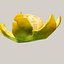 Mandarin_orange_peels