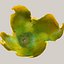 Mandarin_orange_peels