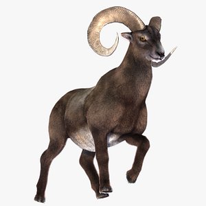 3D Bighorn sheep model