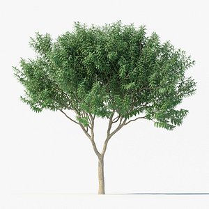 Crape myrtle No 1