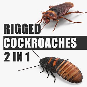 3D rigged cockroaches model