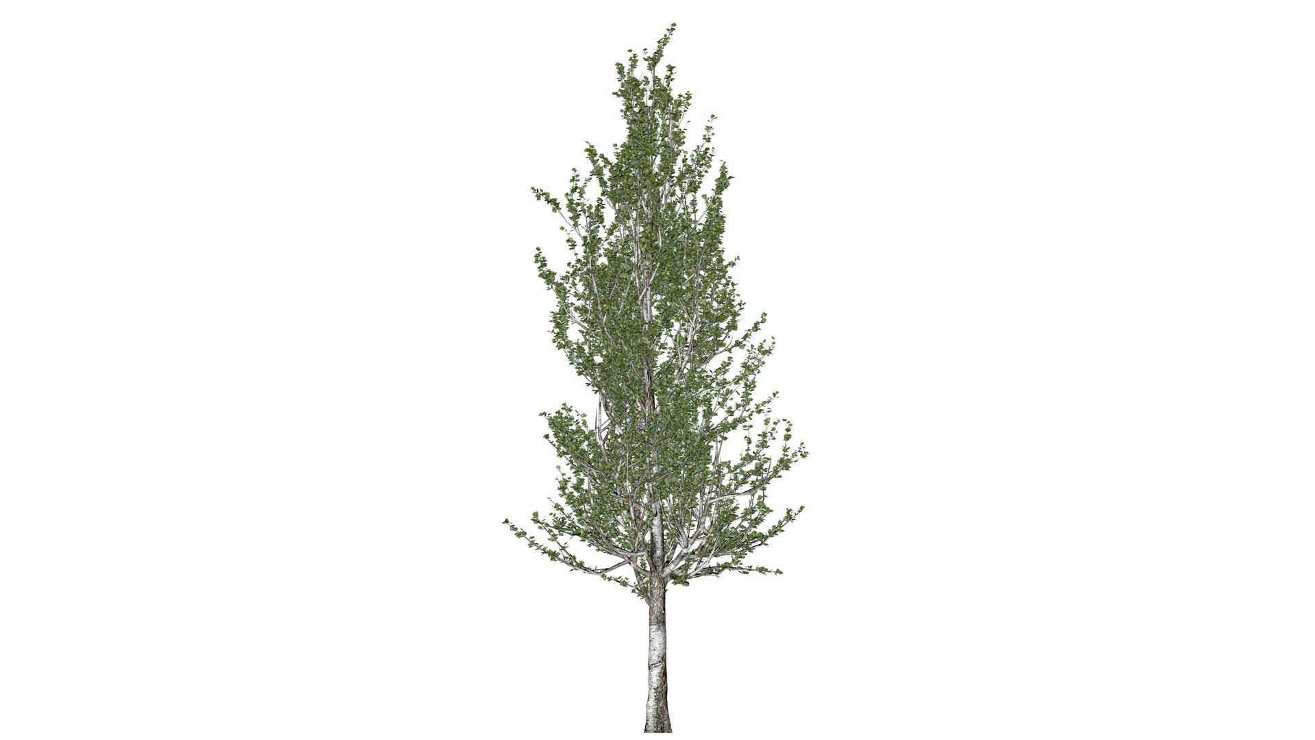 Lombardy Poplar Tree - 01 - 3D Model - TurboSquid 2376996