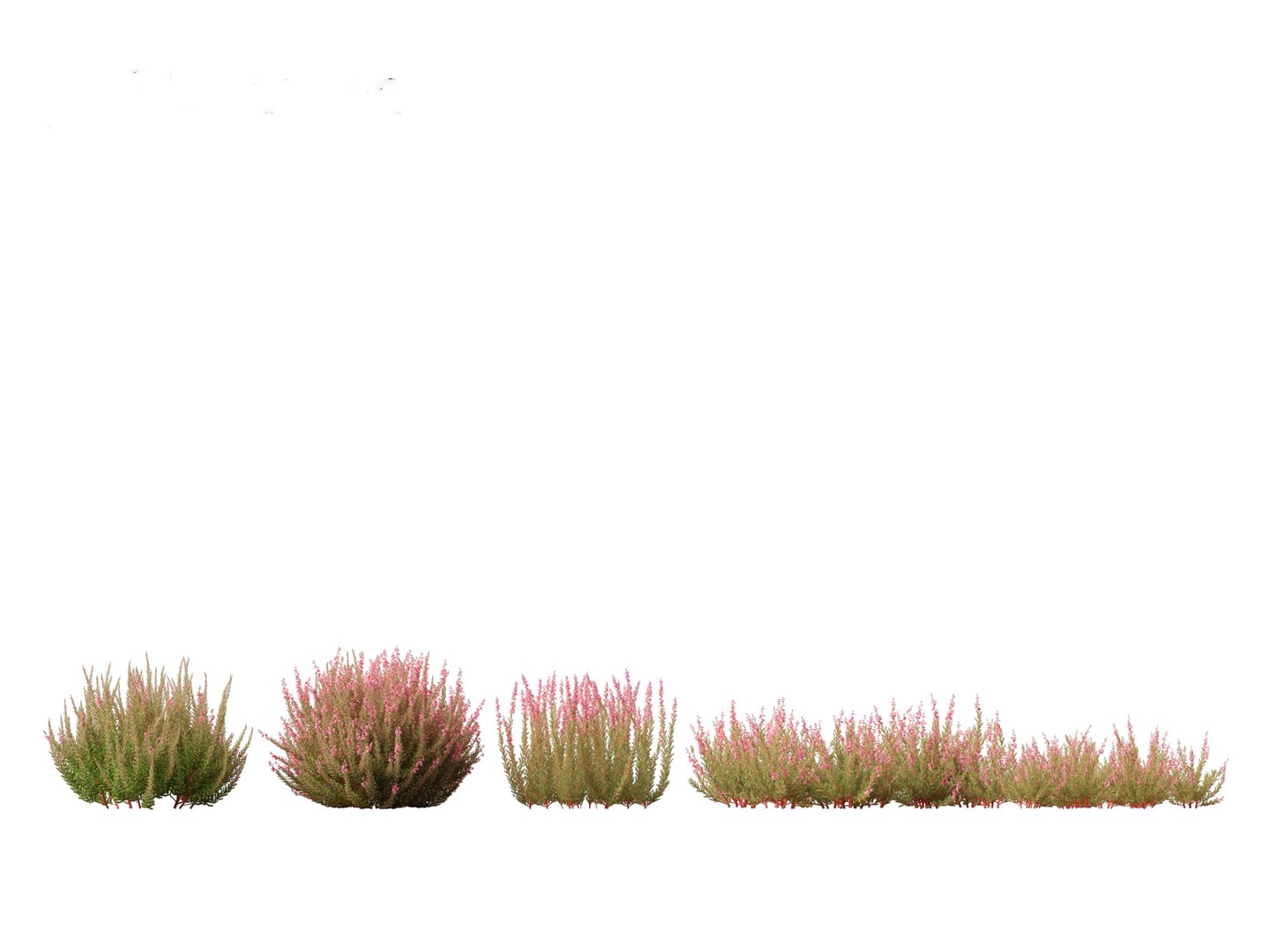 Calluna vulgaris -Scotch heather 3D https://p.turbosquid.com/ts-thumb/VH/iU7W4t/0d/callunavulgaris0111/jpg/1697634008/1920x1080/fit_q87/1095f3c4c980516fa2a818a90a7c1f8592c1bde0/callunavulgaris0111.jpg
