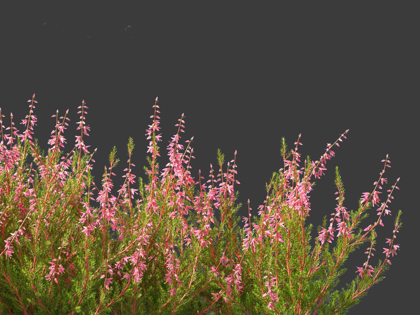 Calluna vulgaris -Scotch heather 3D https://p.turbosquid.com/ts-thumb/VH/iU7W4t/7N/callunavulgaris0119/jpg/1697634041/1920x1080/fit_q87/3b02be44224717a1253f6d7f8d3cfbfcb05e9ac7/callunavulgaris0119.jpg