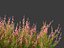 Calluna vulgaris -스카치 헤더