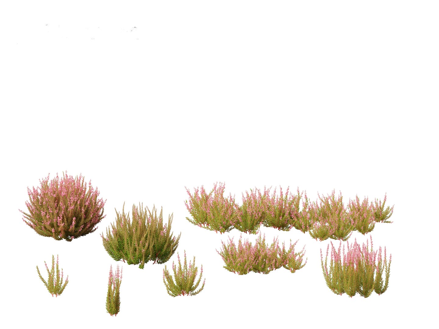 Calluna vulgaris -Scotch heather 3D https://p.turbosquid.com/ts-thumb/VH/iU7W4t/84/callunavulgaris013/jpg/1697633962/1920x1080/fit_q87/b065d1699479acd1780376f55c52dd0a63038826/callunavulgaris013.jpg